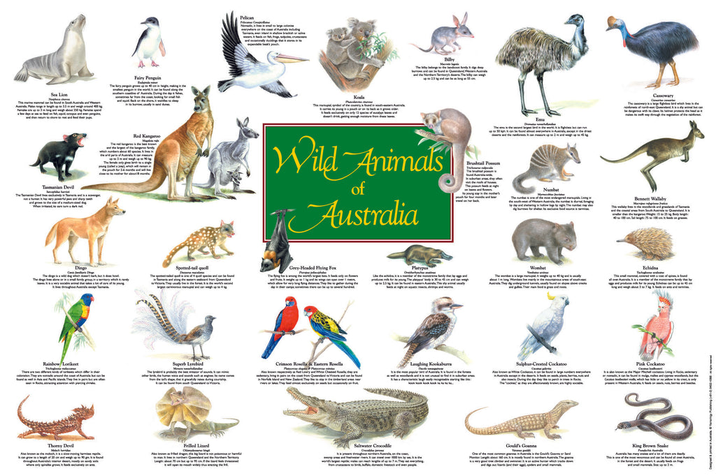 Wild Animals of Australia Limited reproduction poster