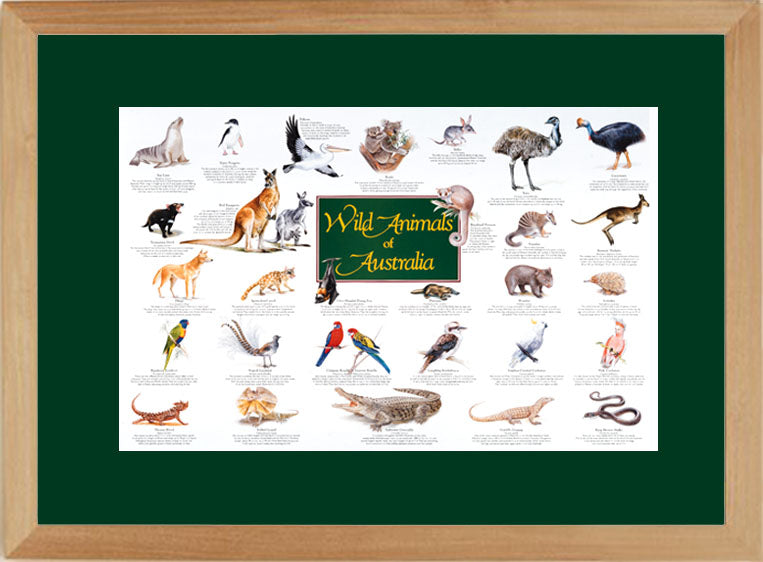 Wild Animals of Australia Limited reproduction poster - FRAMED